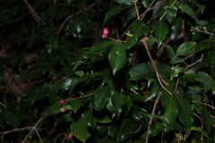Syzygium oleosum, photograph (c) Greg Tasney, some rights reserved (CC BY-SA)