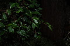 Syzygium oleosum, photograph (c) Greg Tasney, some rights reserved (CC BY-SA)