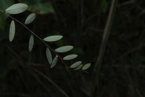 Phyllanthus virgatus, photograph 3