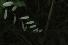 Phyllanthus virgatus, photograph (c) Greg Tasney, some rights reserved (CC BY-SA)