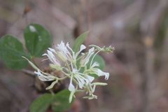 Bauhinia subrotundifolia