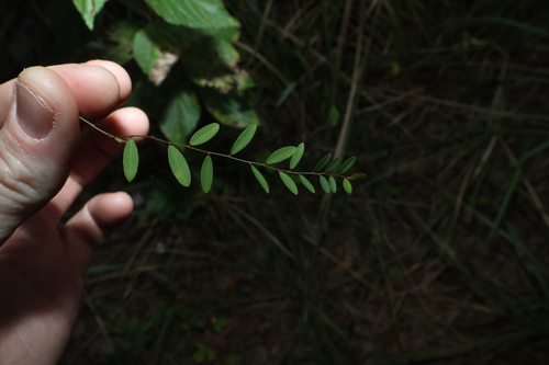 Phyllanthus virgatus, photograph 2