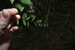 Phyllanthus virgatus, photograph (c) Greg Tasney, some rights reserved (CC BY-SA)