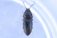 Hypnoidus abbreviatus