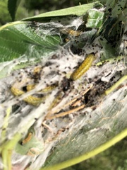 Archips rileyana