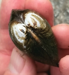 Alasmidonta undulata