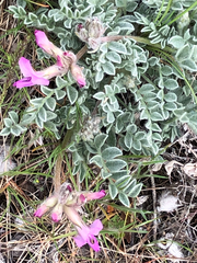 Astragalus utahensis
