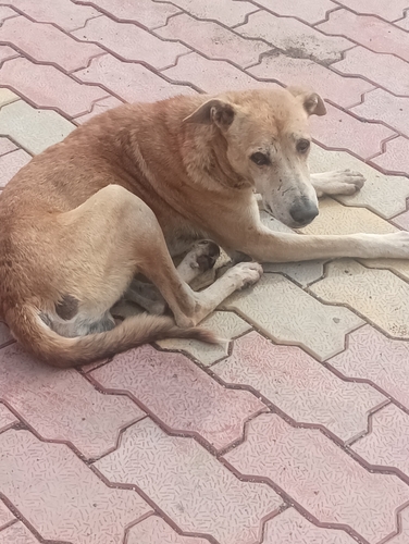 Domestic Dog