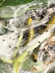 Archips rileyana