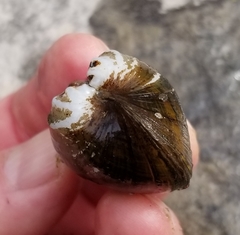 Alasmidonta undulata