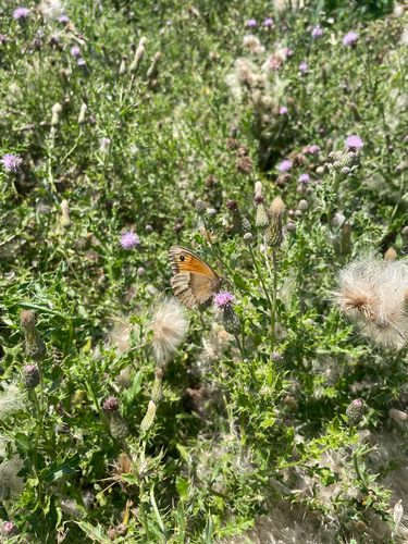 Meadow Brown