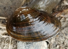 Alasmidonta undulata