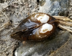 Alasmidonta undulata