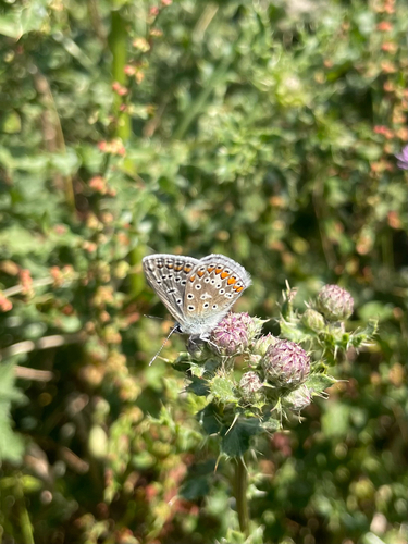 Common Blue