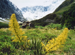 Aciphylla horrida