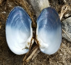 Alasmidonta undulata