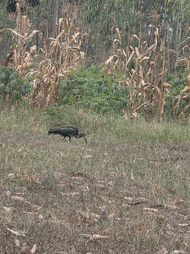 Hadada Ibis