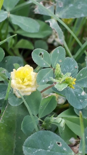 Trifolium campestre image