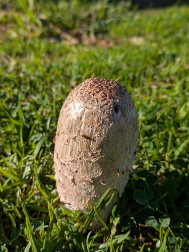 Shaggy Mane