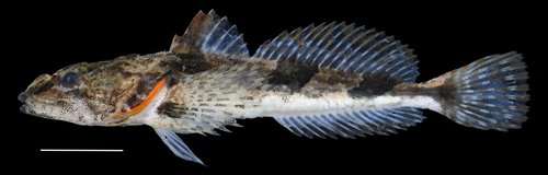 Roughskin sculpin (Trachidermus fasciatus) — Cottidae — 2