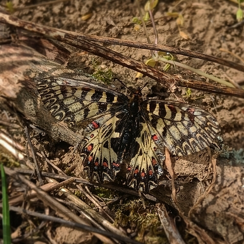 Southern Festoon