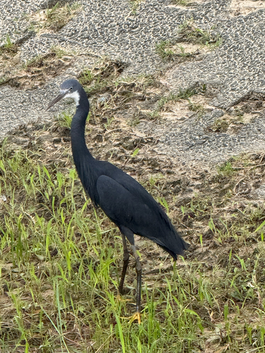 Western Reef Heron