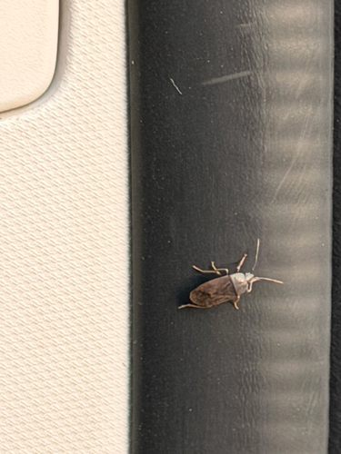 Pyrrhocoris sibiricus