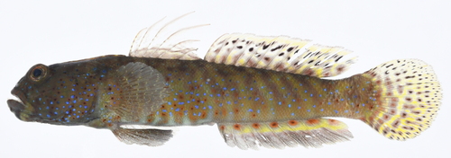 Insignia shrimpgoby (Cryptocentroides insignis) — Gobiidae — 2