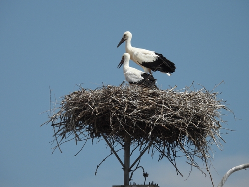 European White Stork