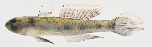 Vigan goby (Acentrogobius viganensis) — Gobiidae — 3