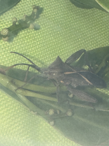 Crusader Bug