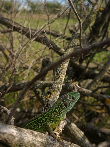 Green Lizard