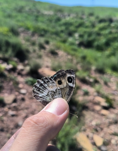 Hipparchia autonoe