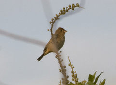 Passerina cyanea