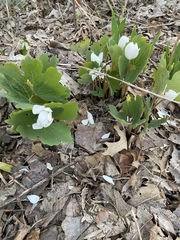 Sanguinaria canadensis