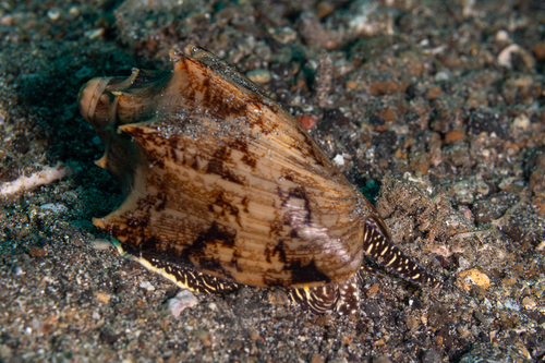 Cymbiola vespertilio observed 2026-07-15