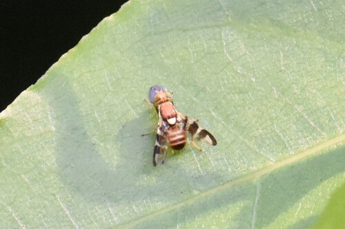 Walnut Husk Fly, Groesbeek, Nederland, photo 5 of 10