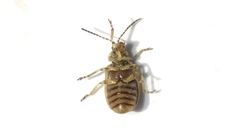 Ophraella notata