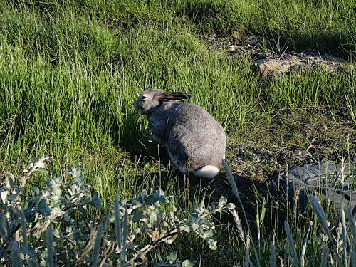 Arctic Hare observed by wdvanhem
