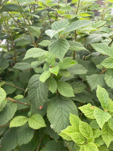 Nanking Cherry
