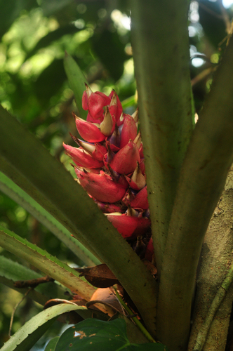 Aechmea murcae