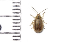 Ophraella notata