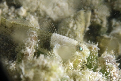 Bathygobius cyclopterus observed 2026-07-14