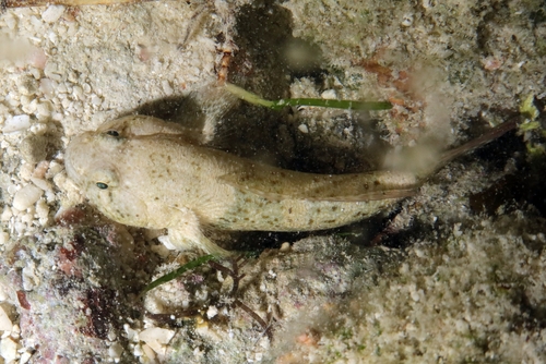 Bathygobius cyclopterus observed 2026-07-14