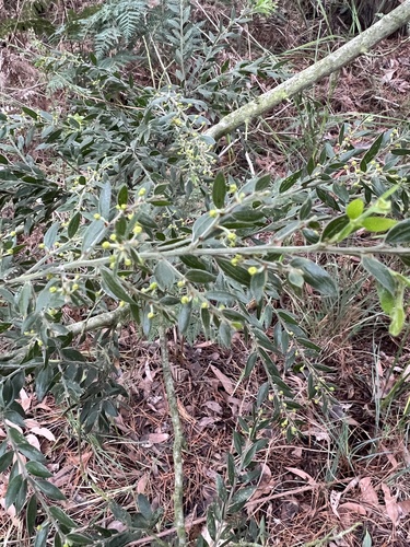 Acacia howittii, photograph 2