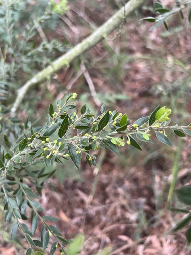 Acacia howittii, photograph 3