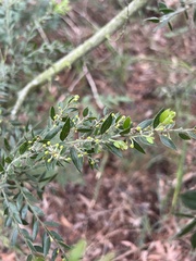 Acacia howittii, photograph author not stated, no rights reserved