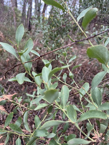 Daviesia latifolia, photograph 4