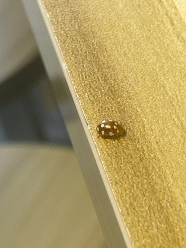 12-spot ladybird