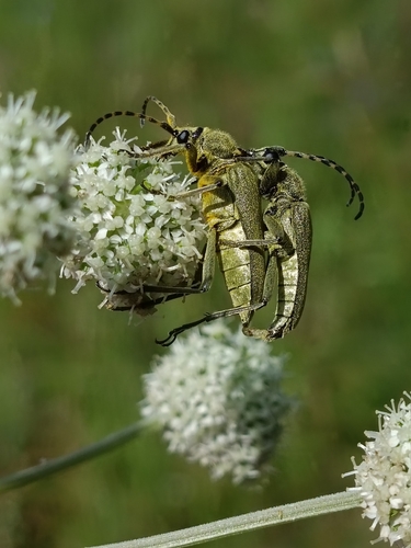 Lepturobosca virens